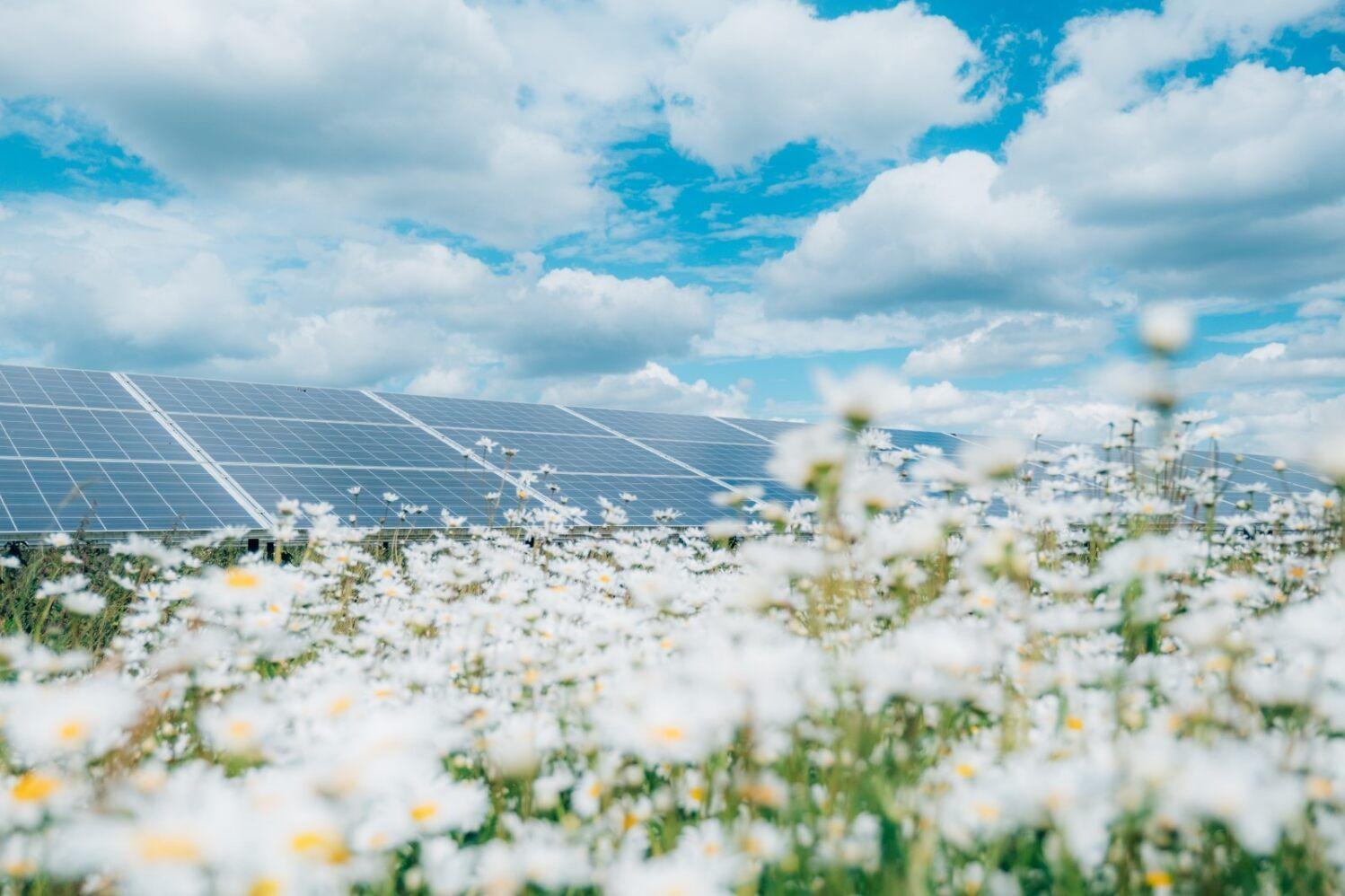 A solar panel in a Low Carbon solar park